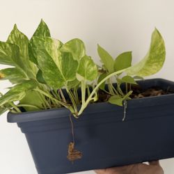 Pothos Planter
