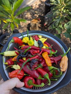 Chile Pepper Plants for sale - Vista Grown