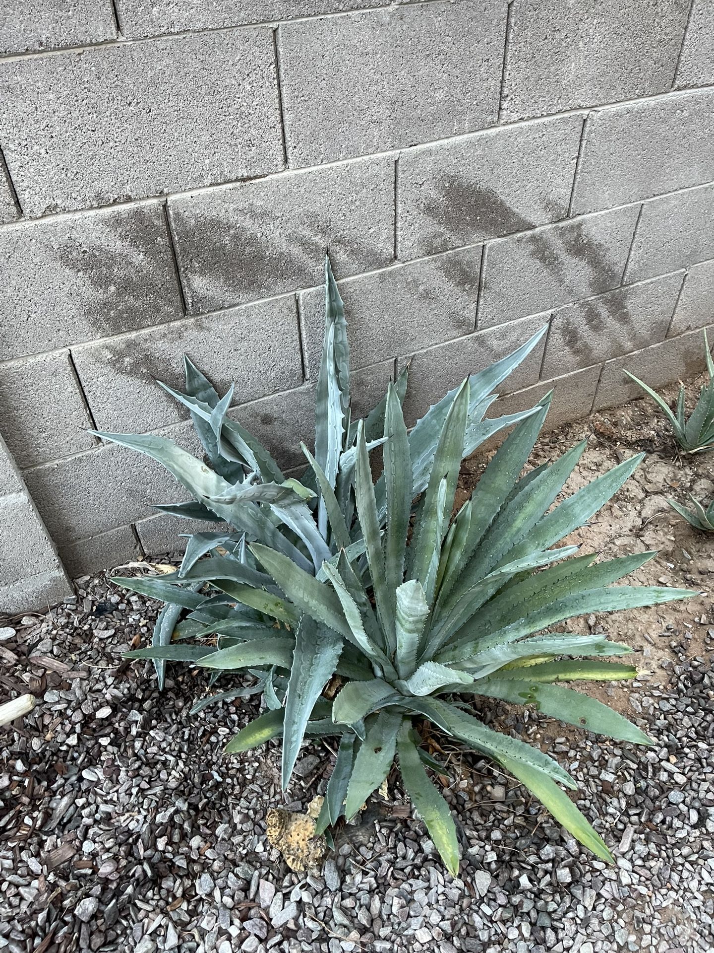 Healthy Blue Agave