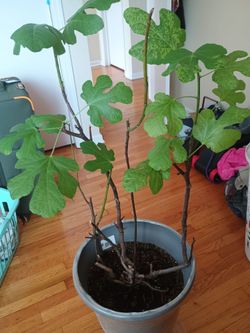 Planta de higo