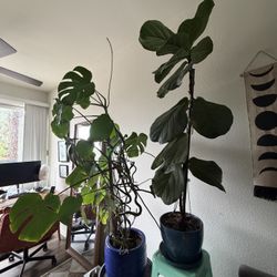 Plants For Sale With Pots Included