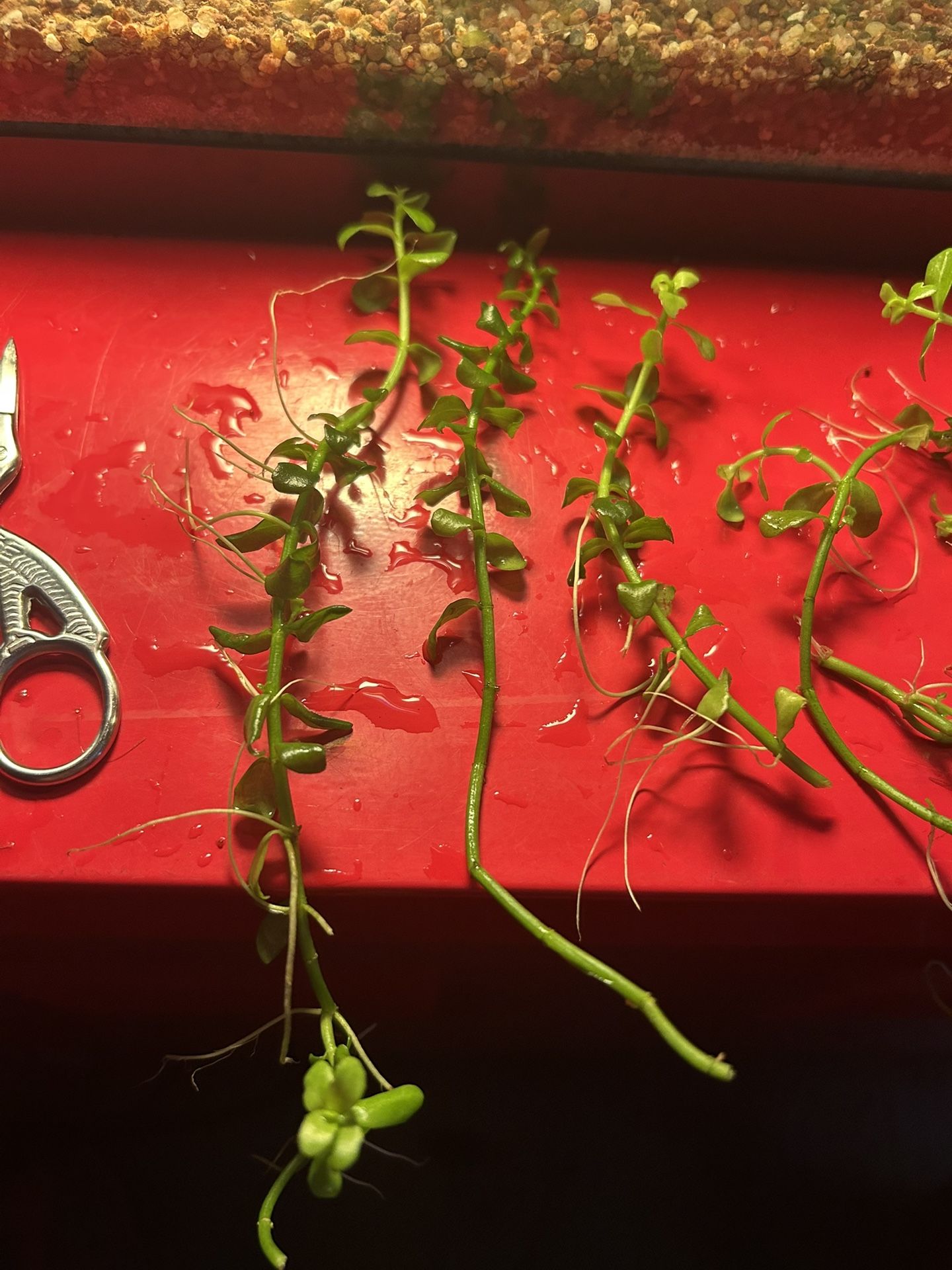 MONEYWORT Trimmings, Freshwater Aquarium Plant