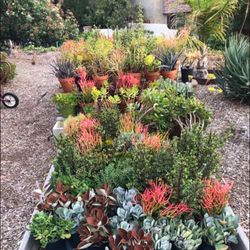 Lrg succulents 5 for $35