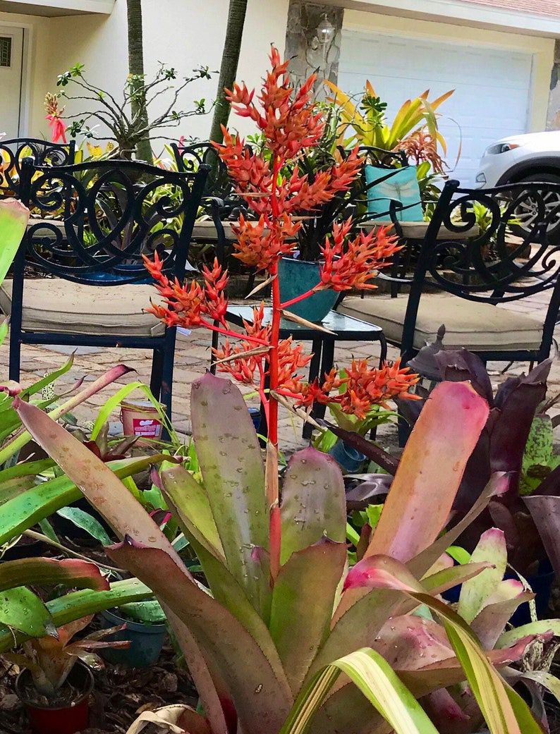 Bring A Truck! Free Plants; Large Bromeliads And Various Other Plants