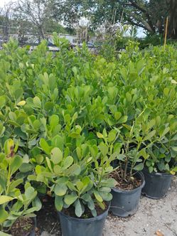 Calusia 3'ft $13