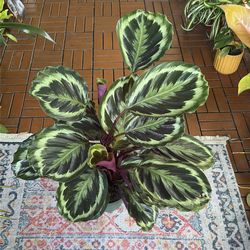 Calathea Medallion tropical houseplant 6”
