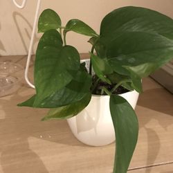 Natural Plant