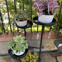 Plant 6 Dollar For Each 