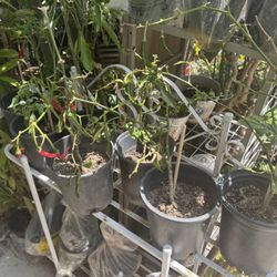 Thai Chili 