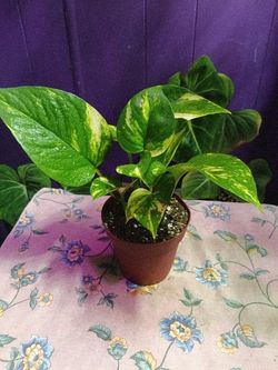 Golden Pothos 