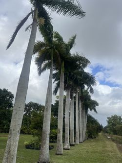 Royal Palms 20ft 