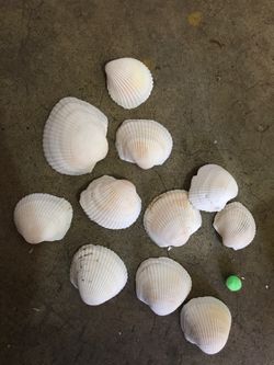 Decorative Seashells