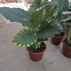 Elephant Ears PLANTS ARRIVE, 29" and 34" tall. BEAUTIFUL AND HEALTHY. $30 EACH