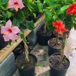 Hibiscus Trees Braided 3gallon 