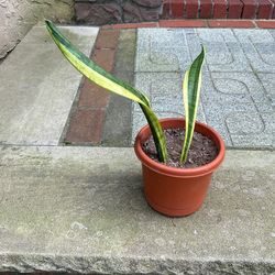 Snake Plant