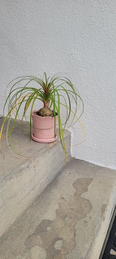 Ponytail Palm  In Norcal Ceramic Pink Pot & saucer Option To Hang With Decorative Rocks AKA  Elephant Foot 🐘 💕 Super Round Foot