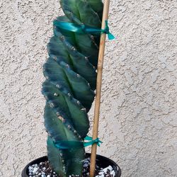 Spiral or Tornado Cactus 🌵 Plant $90