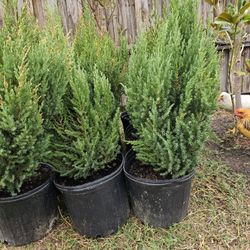 3g Blue Point Juniper Tree $35 each (Pinitos Blue Point 3g $35 c/u) 
