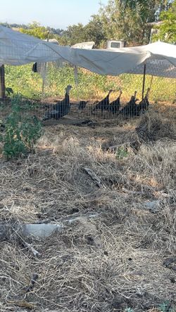Turkeys