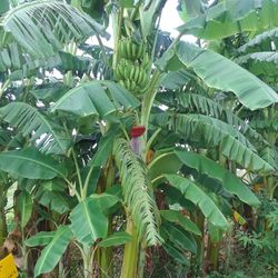 Bananas