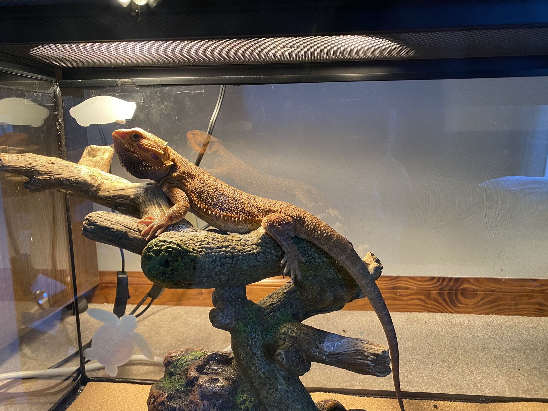 Bearded Dragon