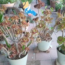 Plants