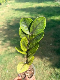Rare ZZ plant
