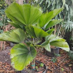 Licuala Palm $575💚