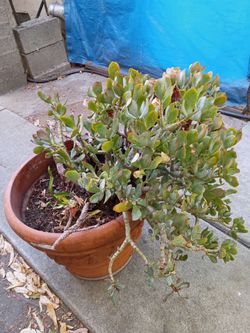 BIG PLANT $15 PICK UP IN SUN VALLEY
