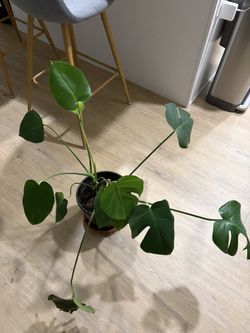 Monstera deliciosa
