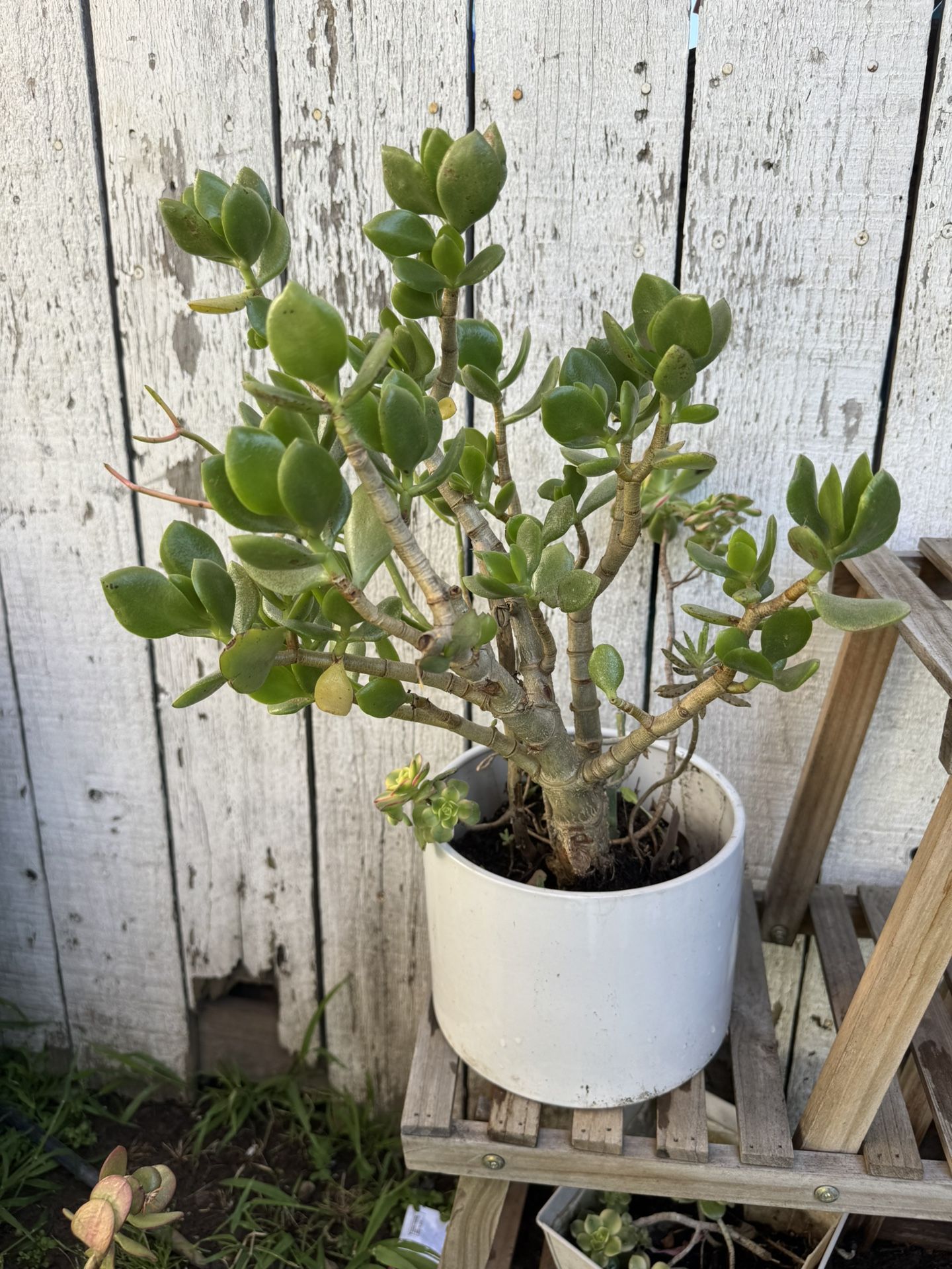 Jade Succulent Beautiful