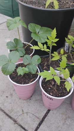 🍓 Strawberry 🍓 & 🍅 Tomato 🍅 Plant Babies! 🌿