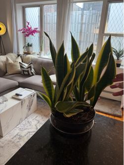 Plants $10