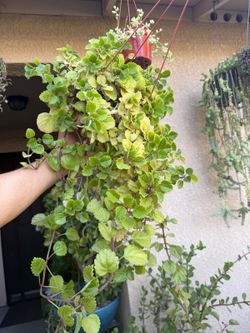 Creepy Charlie Plant $20