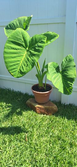 Big leaf plant
