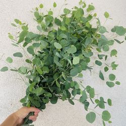 Fresh eucalyptus bundle