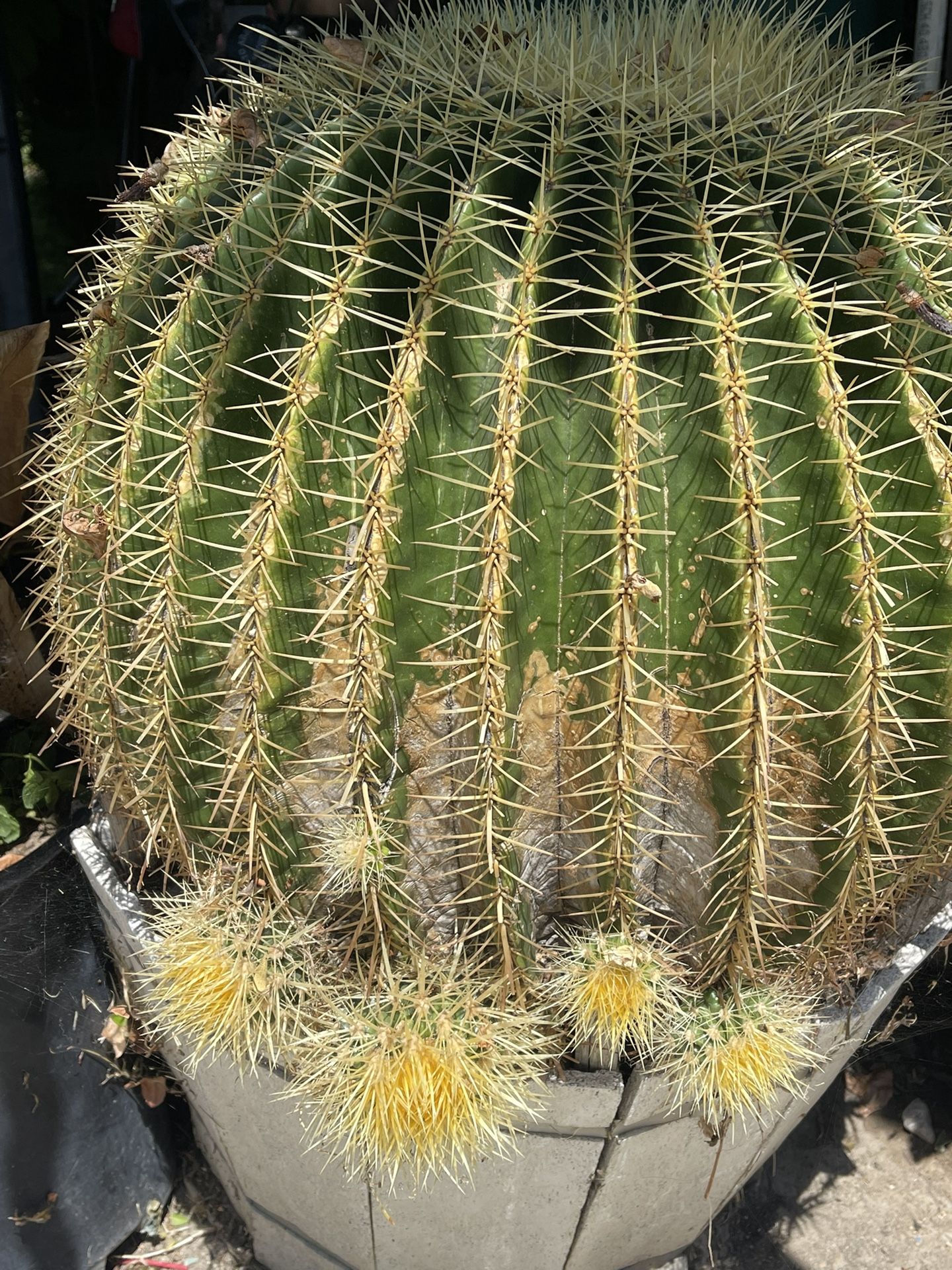 Barrel Cactus (visnaga cactus)