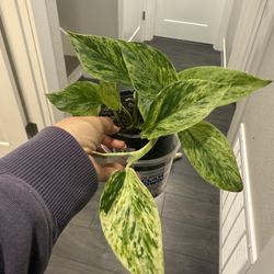 Very Pretty Pothos Plant In Pot Young Growing 