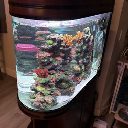 Fish Tank 