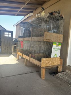 Bird Cages (kikiriks)