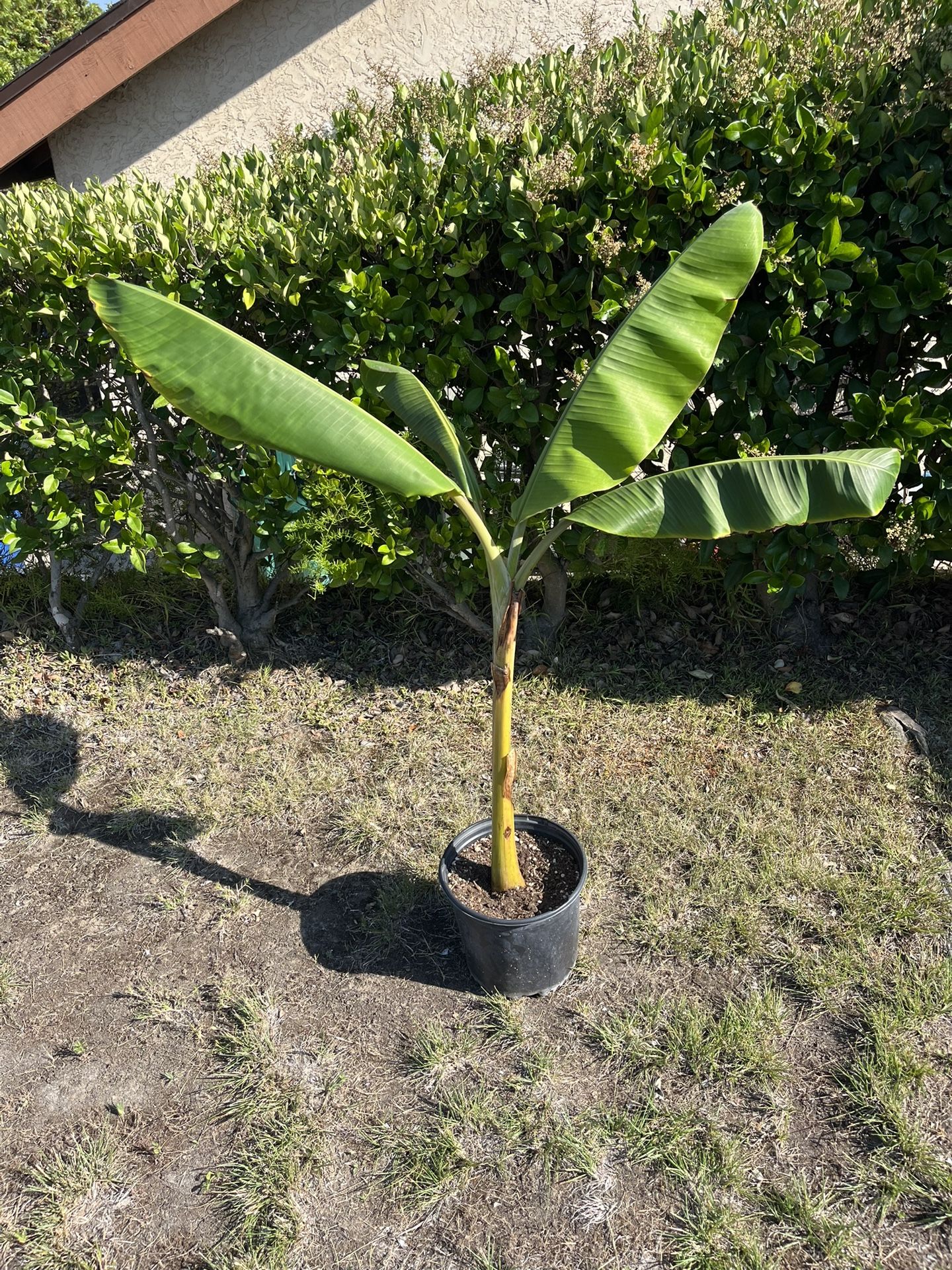 Healthy Banana Tree