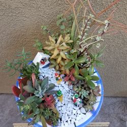 Succulent Arrangements