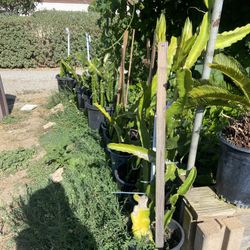 Dragonfruit Plant For Sale