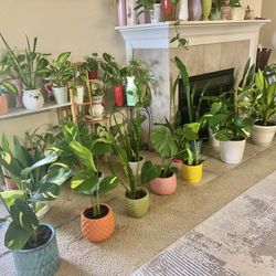 Indoor Plants Sale 15% OFF 