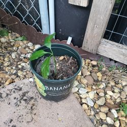 mango tree from seeds 
