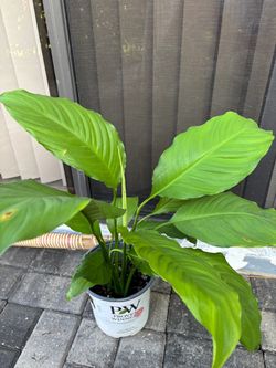 Proven Winners Potted Peace Lily Plant
