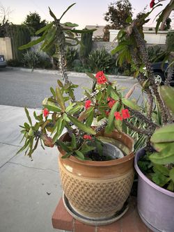 Una Corona De Cristo 