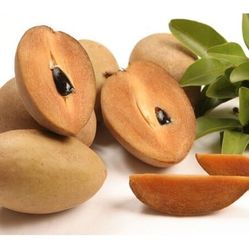 Alano Sapodilla Fruit Tree, Airlayer