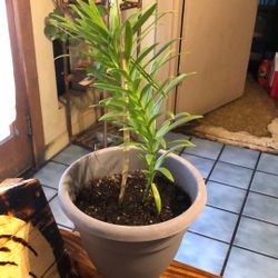 indoor alive Easter Lily Plant Pick Up Only $15 