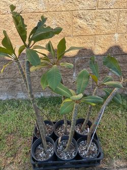 Large mature plumerias in 1 gallon pots